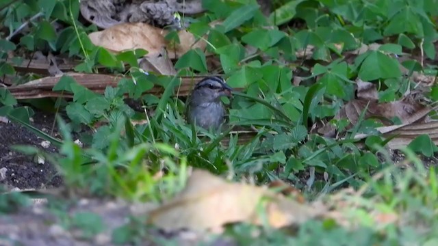 Green-backed Sparrow - ML347282521