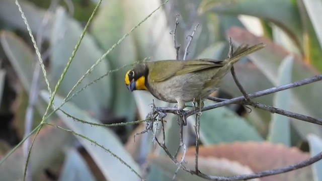 Yellow-faced Grassquit - ML347282801