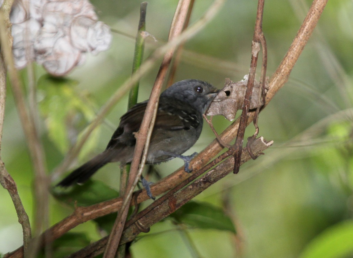 Dusky Antbird - ML34728321