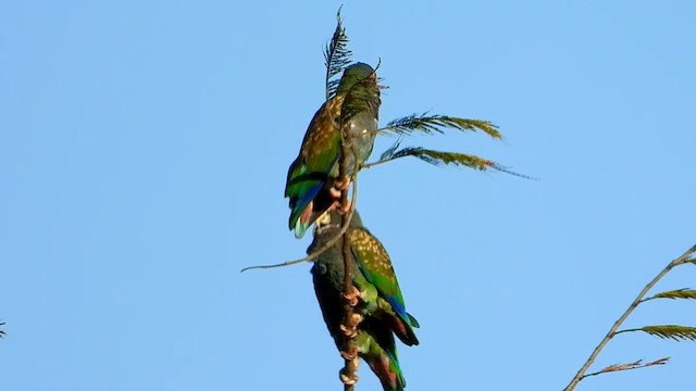 White-crowned Parrot - ML347283411