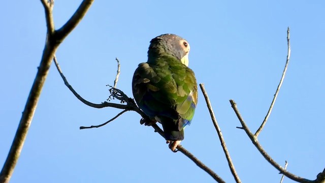 メキシコシロガシラインコ - ML347283421