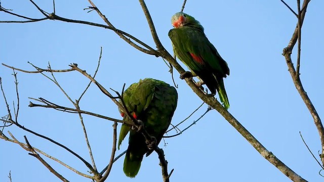 Red-lored Parrot - ML347283591