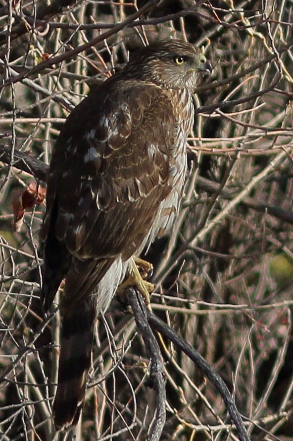 Cooper's Hawk - ML347283741