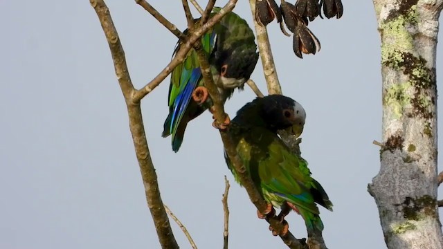 White-crowned Parrot - ML347284381