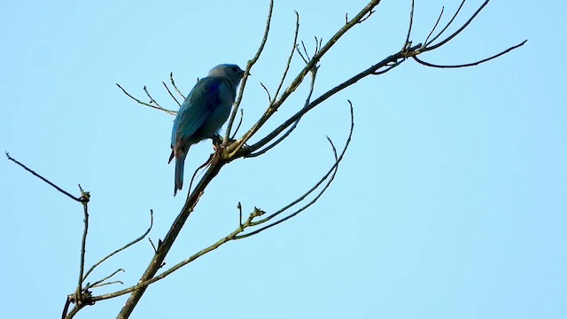 Blue-gray Tanager - ML347284481