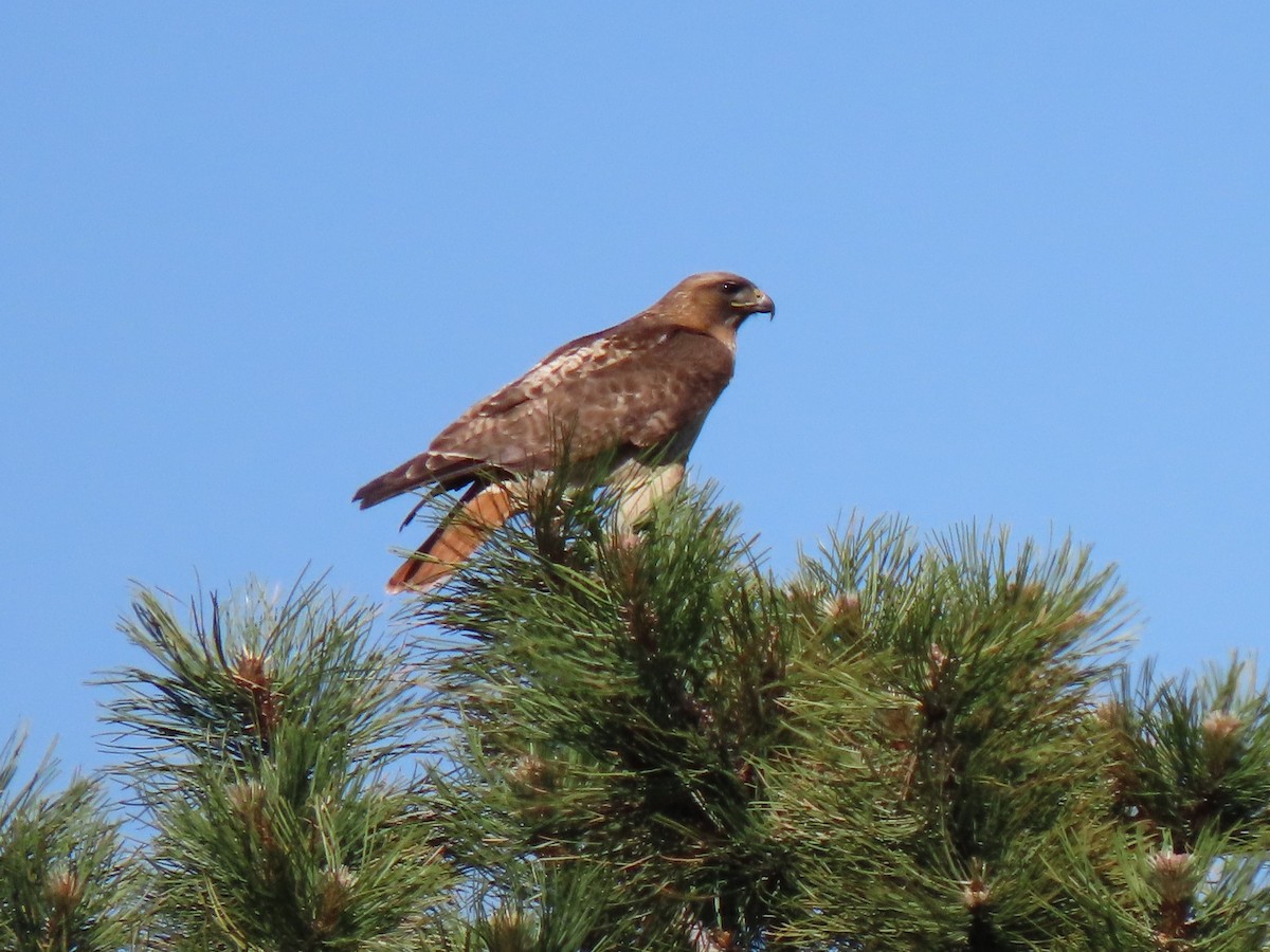 Red-tailed Hawk - ML347285471