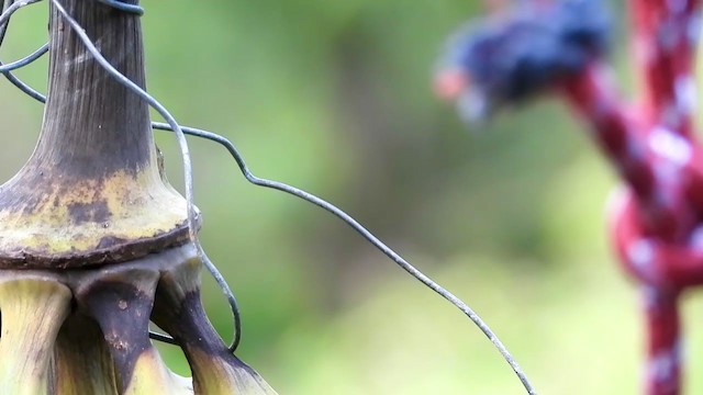 Wedge-tailed Sabrewing - ML347285581