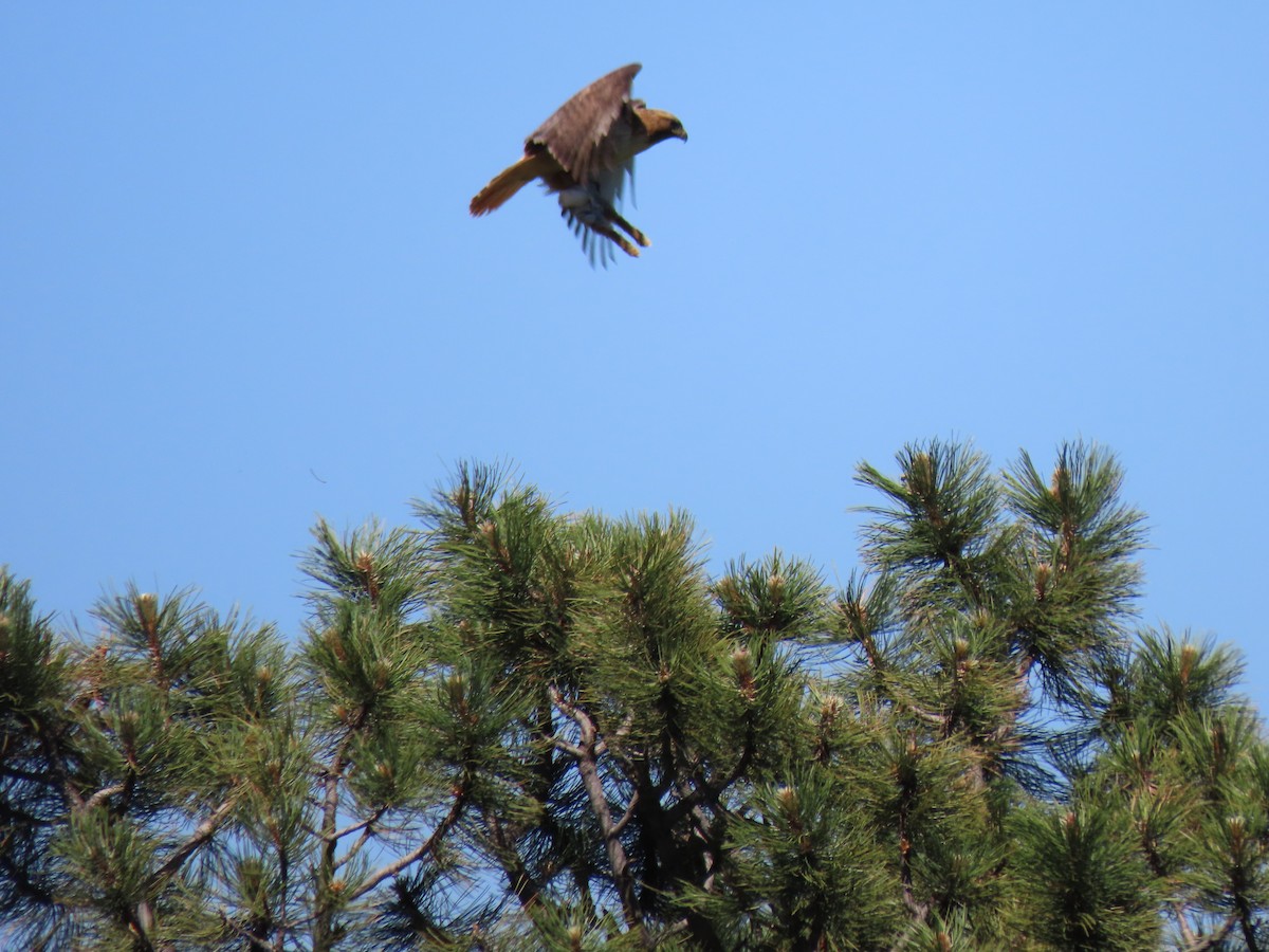 Red-tailed Hawk - ML347285591