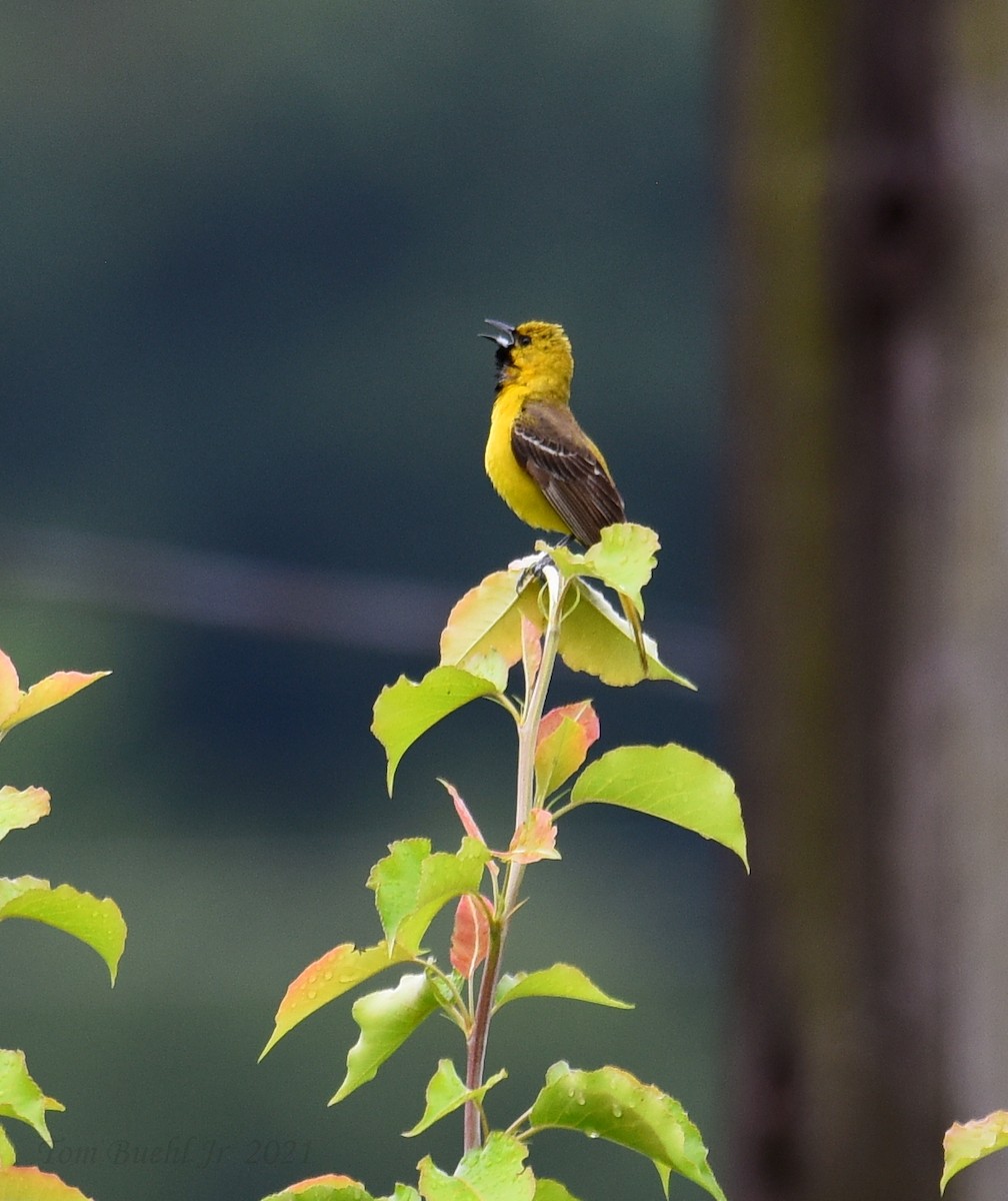 Orchard Oriole - ML347286001