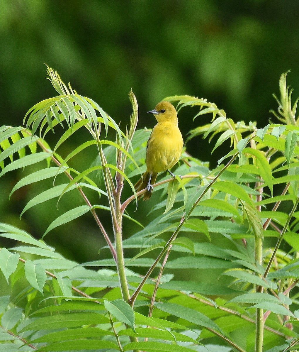 Orchard Oriole - ML347286011