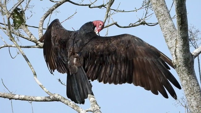 Turkey Vulture - ML347286251