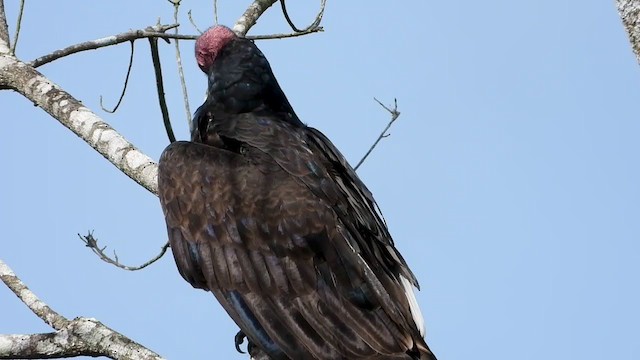 Turkey Vulture - ML347286261