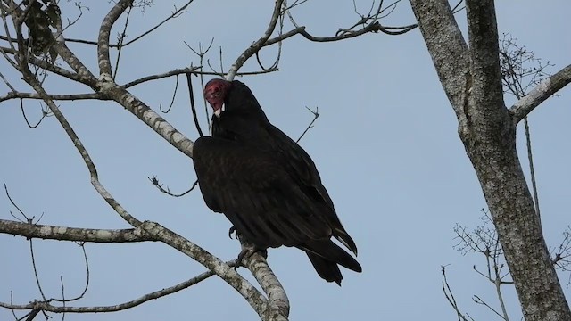 Turkey Vulture - ML347286341