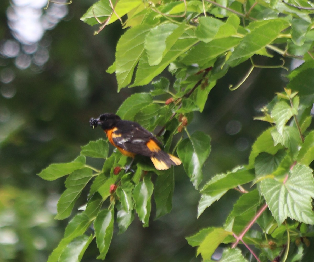 Baltimore Oriole - ML347286361