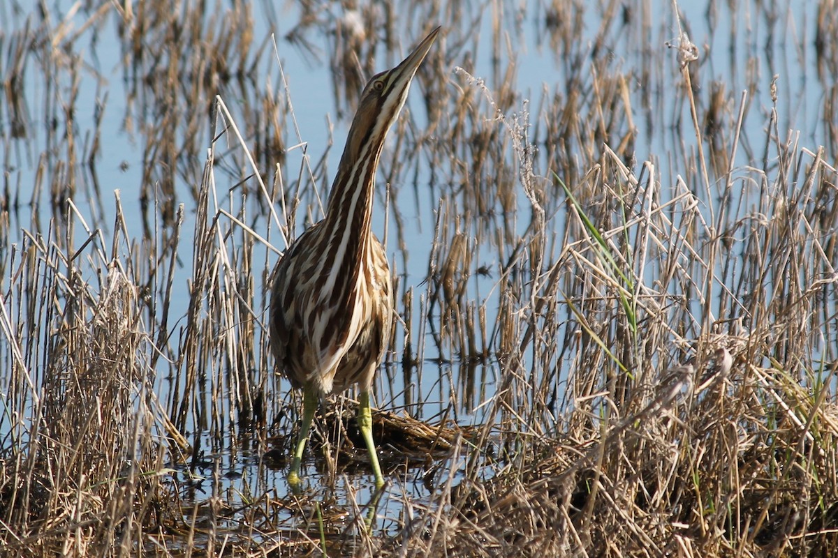 American Bittern - ML347286371