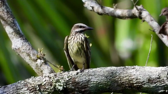 Sulphur-bellied Flycatcher - ML347286391