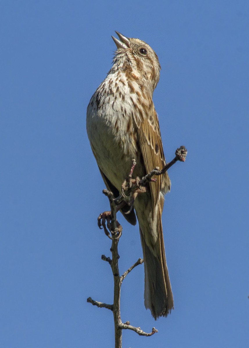 Song Sparrow (montana/merrilli) - Darren Pendleton
