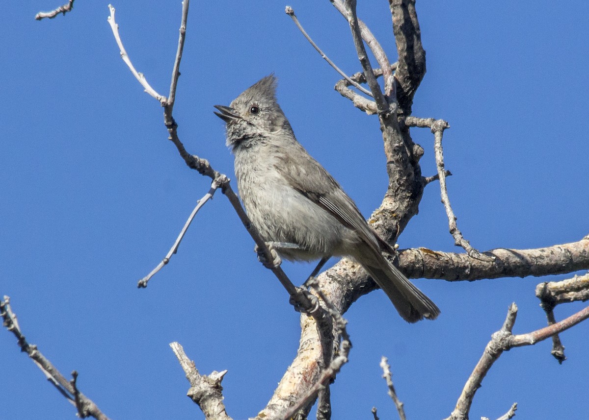 Mésange des genévriers - ML347286461