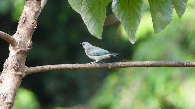Blue-gray Tanager - ML347286471