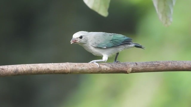 Blue-gray Tanager - ML347286481