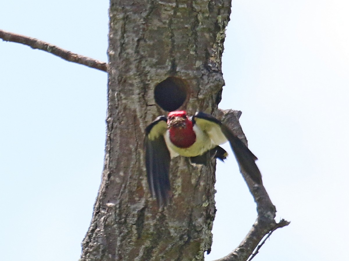 Red-headed Woodpecker - ML347287391