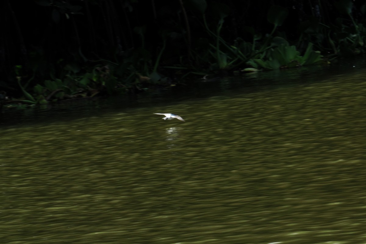 Mangrove Swallow - ML347287451