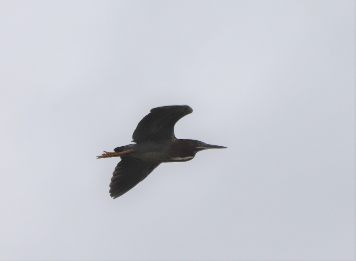 Green Heron - ML347288331