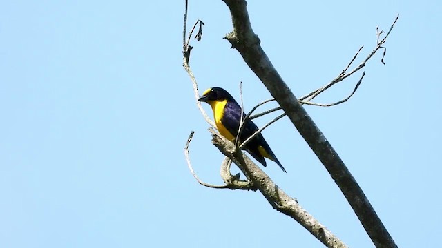 Yellow-throated Euphonia - ML347288441