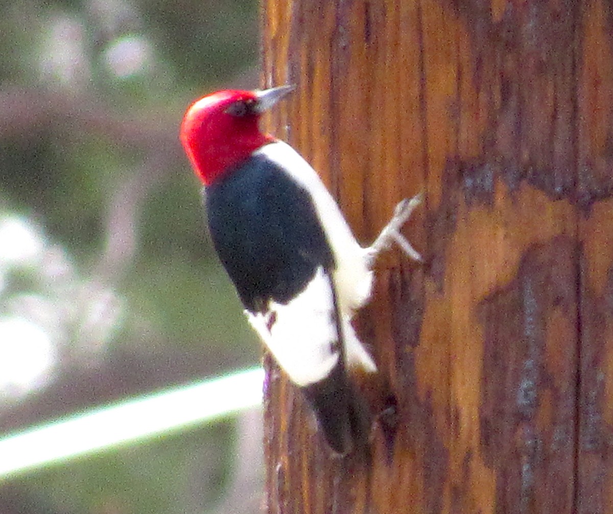 Red-headed Woodpecker - ML347288741