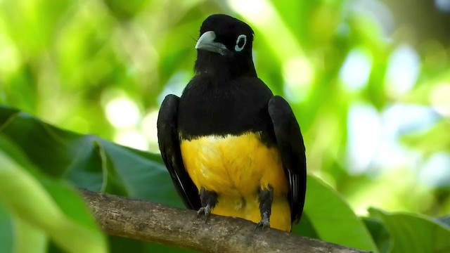 Black-headed Trogon - ML347289261