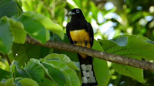 Black-headed Trogon - ML347289291
