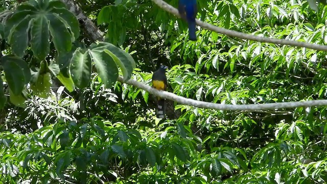 Trogon à tête noire - ML347289311