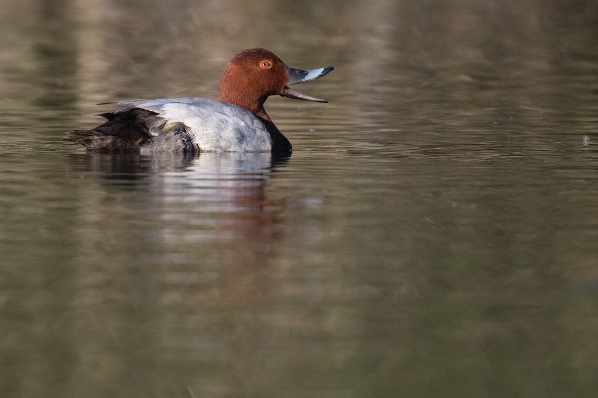 Common Pochard - Ben  Lucking