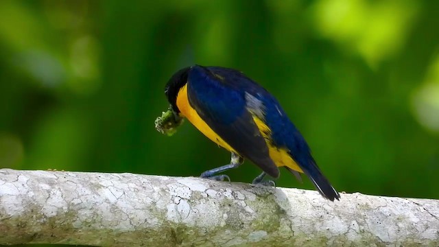 Yellow-throated Euphonia - ML347290621