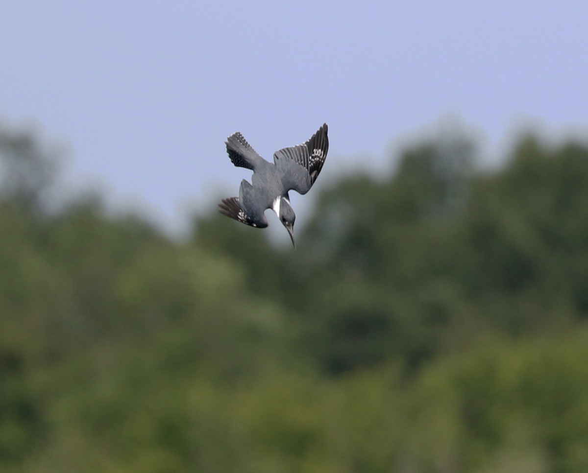 Belted Kingfisher - Mario St-Gelais