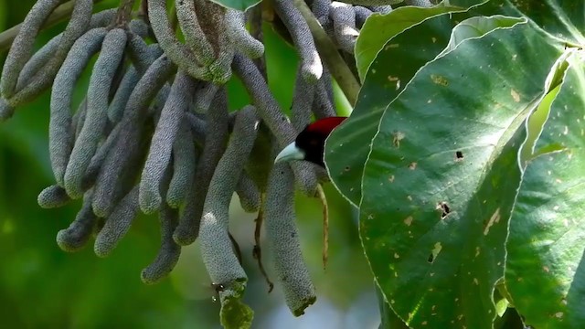 Crimson-collared Tanager - ML347291231