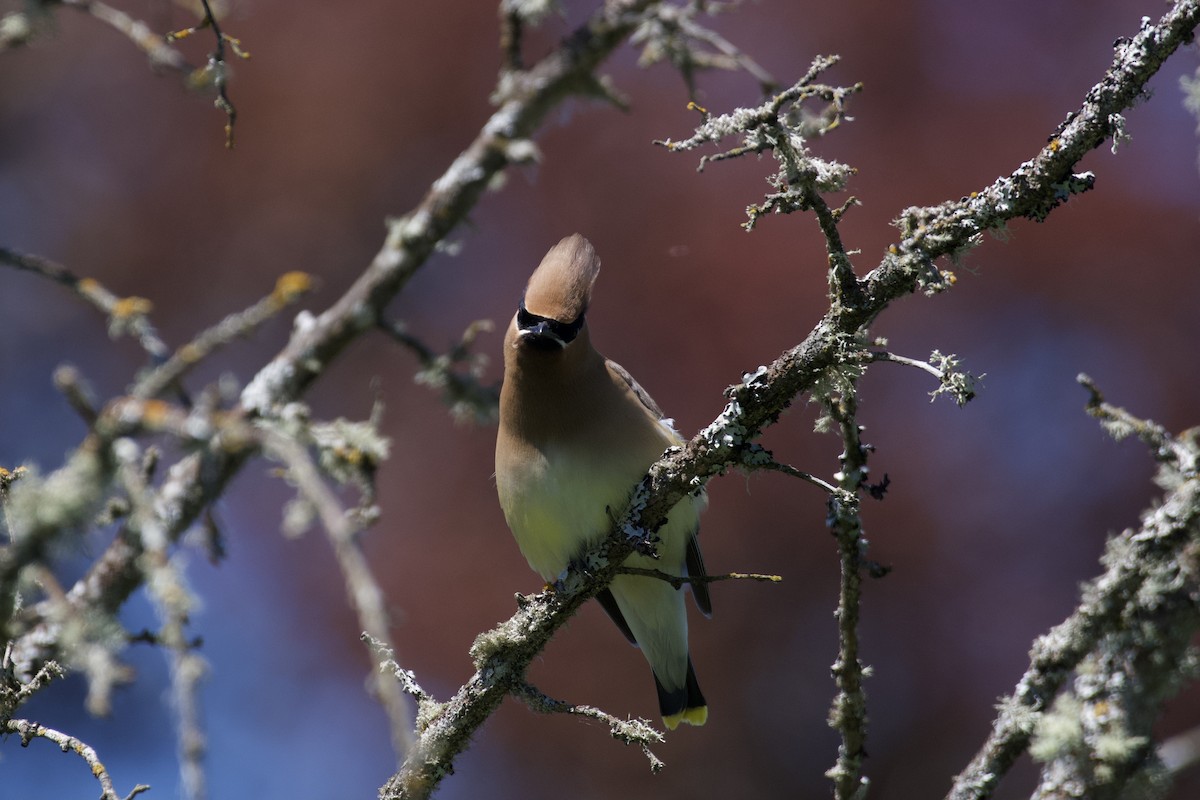 Cedar Waxwing - ML347294381