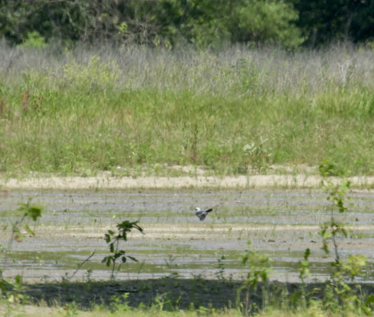 Mississippi Kite - ML347294461