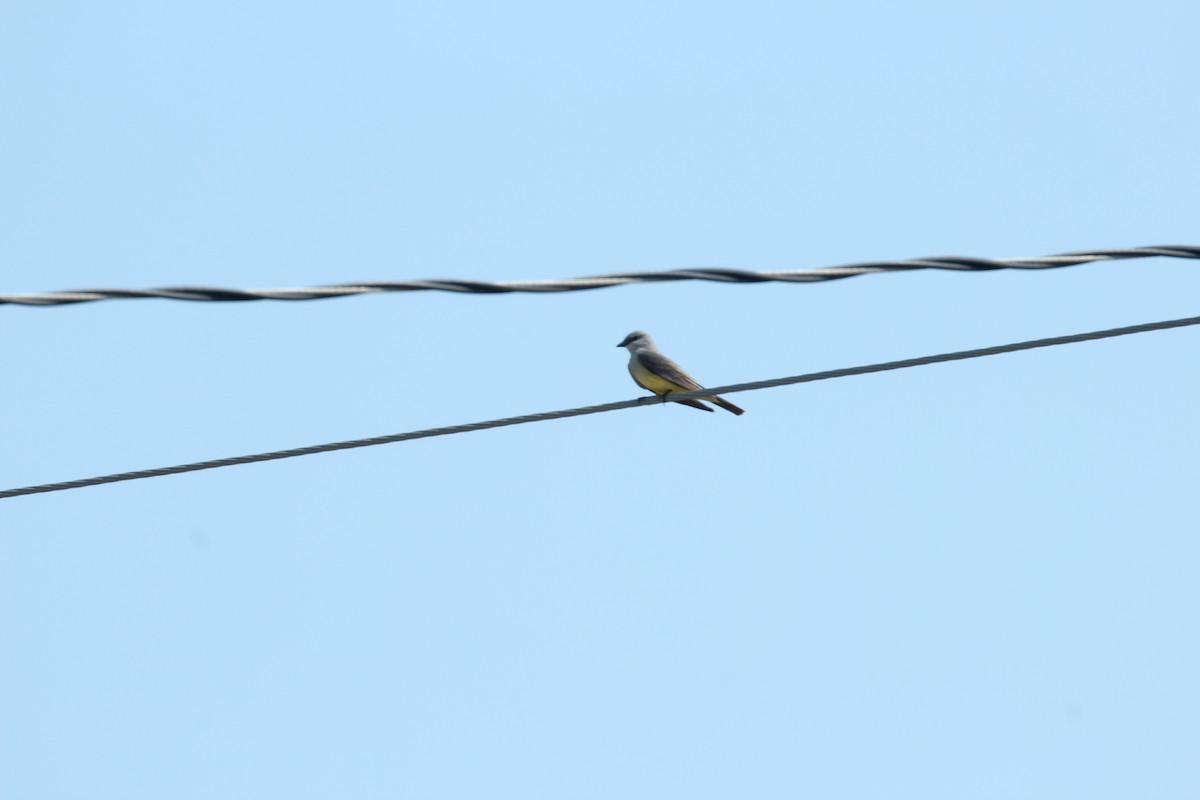 Western Kingbird - Michele Wells