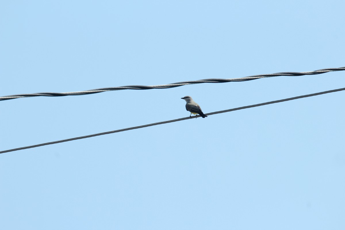 Western Kingbird - ML347294711