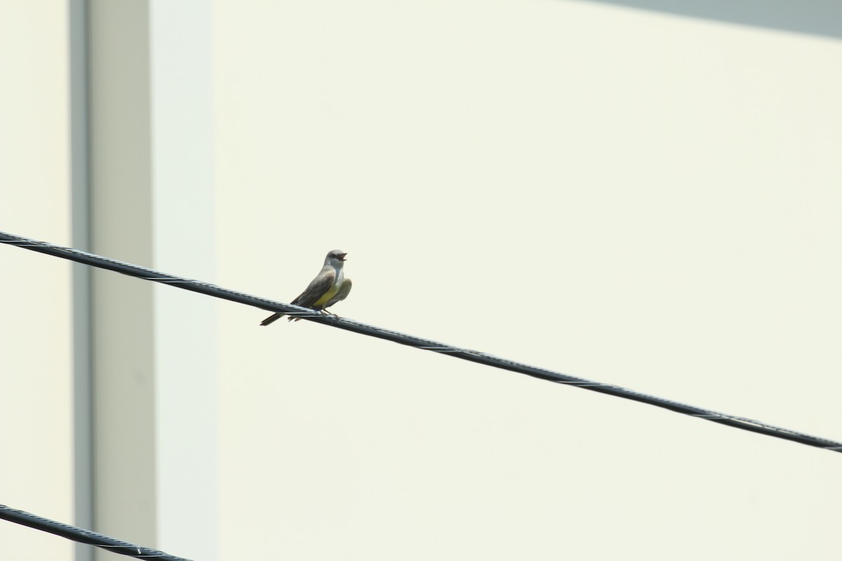 Western Kingbird - Michele Wells