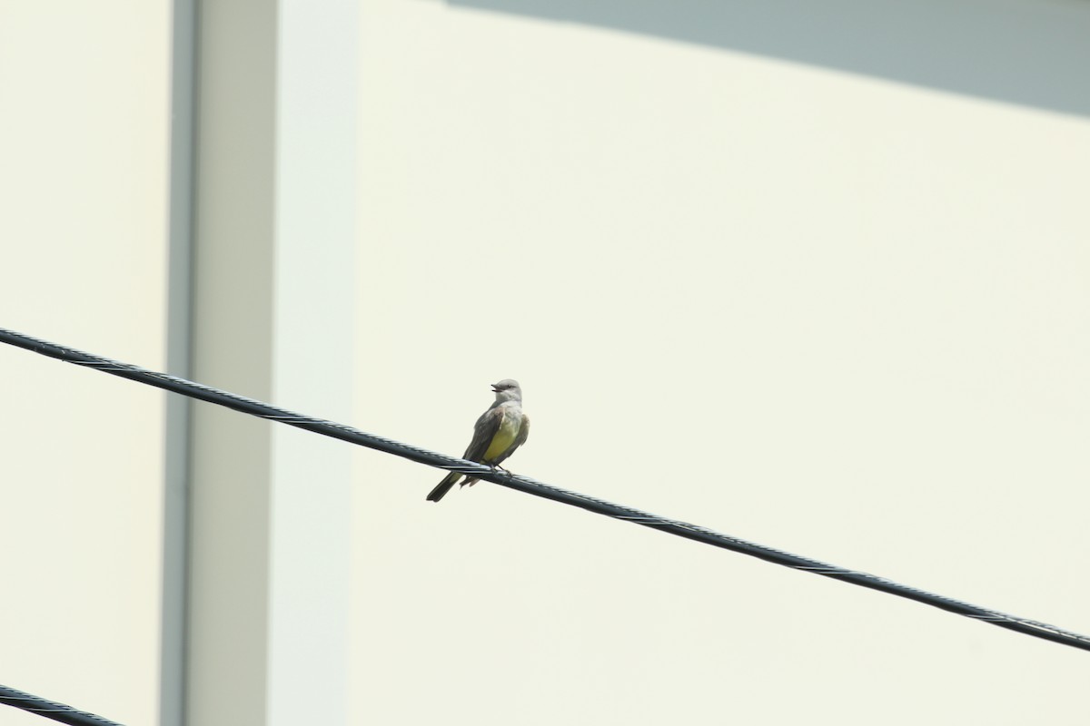 Western Kingbird - ML347295181