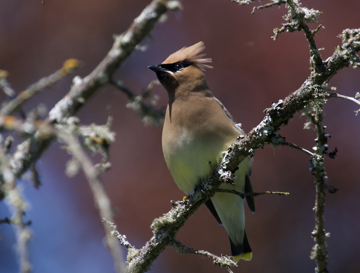 Cedar Waxwing - ML347295331