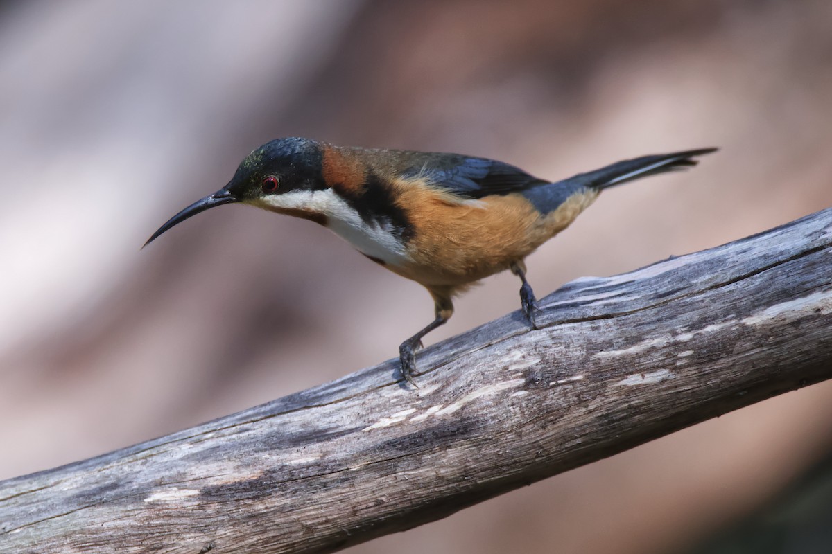 Eastern Spinebill - ML347297761