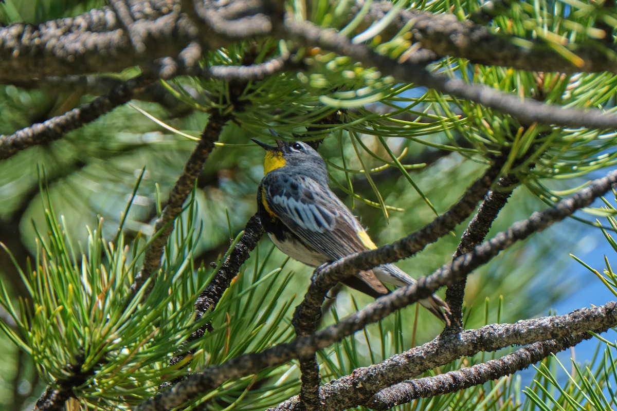 Yellow-rumped Warbler - ML347298691