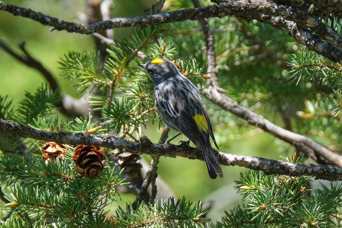 Yellow-rumped Warbler - Guillaume Stordeur