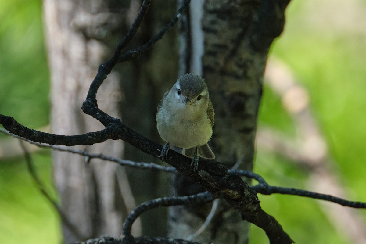 Warbling Vireo - Guillaume Stordeur