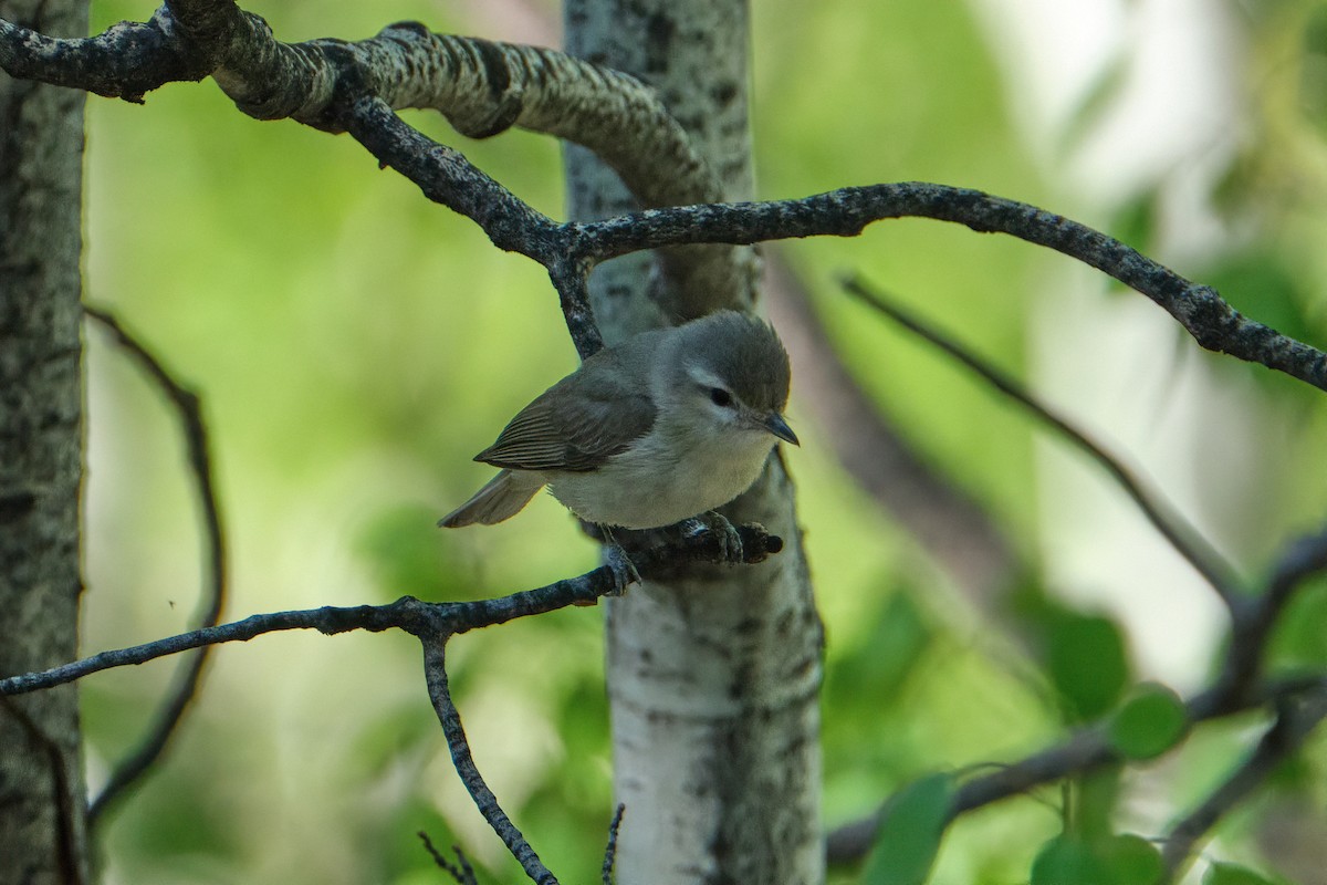 Warbling Vireo - Guillaume Stordeur