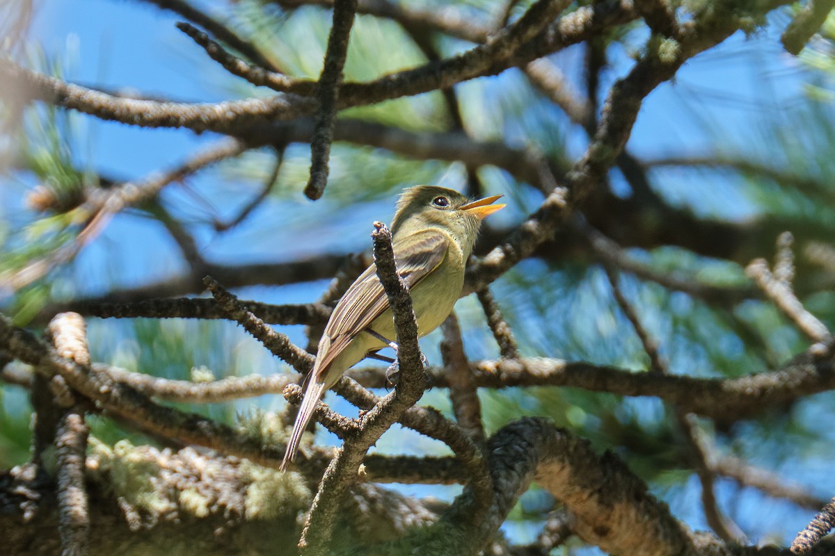 Western Flycatcher (Cordilleran) - ML347299051