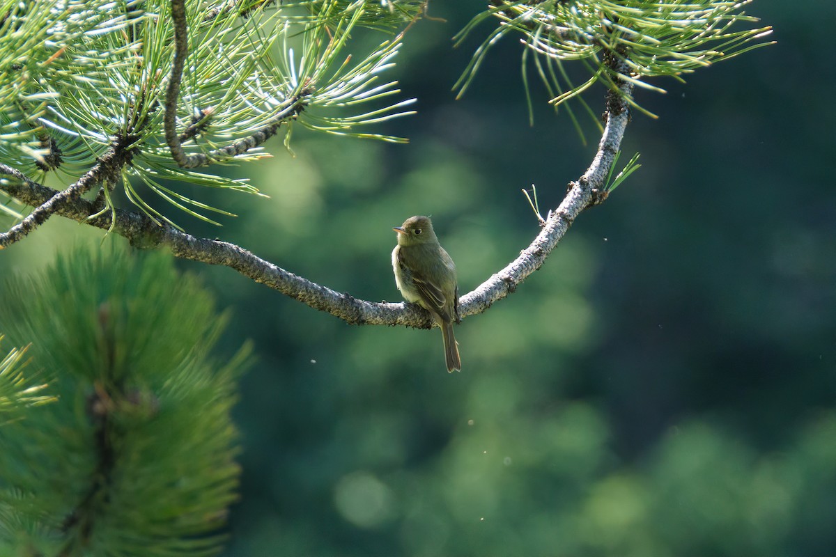 Western Flycatcher (Cordilleran) - Guillaume Stordeur